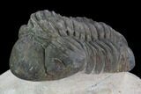 Bargain, Reedops Trilobite - Atchana, Morocco #92333-2